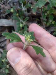 Xanthosia