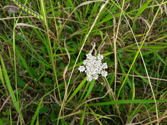 Daucus carota