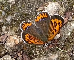 Lycaena panava