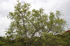 Cleistanthus collinus