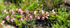 Erica nutans