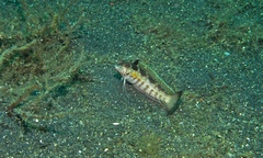 Parapercis snyderi