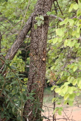 Cleistanthus collinus