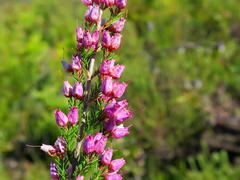 Erica nutans