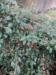 Cotoneaster × suecicus