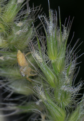 Salticidae