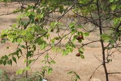 Cleistanthus collinus