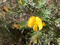 Gompholobium grandiflorum