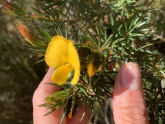 Gompholobium grandiflorum
