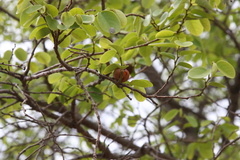 Cleistanthus collinus