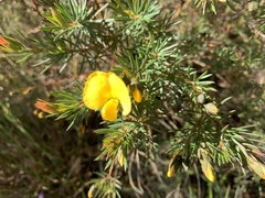 Gompholobium grandiflorum