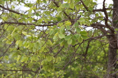 Cleistanthus collinus