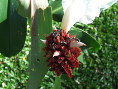 Polyrhachis cupreata
