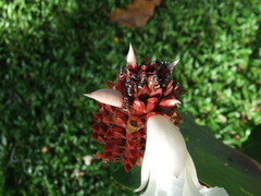 Polyrhachis cupreata