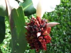 Polyrhachis cupreata