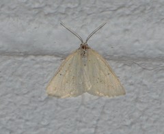 Lychnosea intermicata
