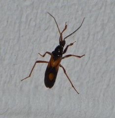Rasahus biguttatus