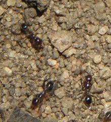 Pheidole capensis