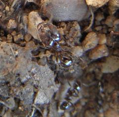 Pheidole capensis