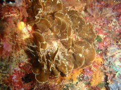 Exallosorus harveyanus