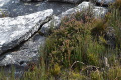 Leucadendron radiatum