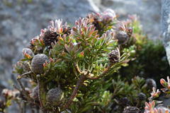 Leucadendron radiatum