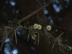 Vachellia tortilis