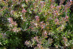 Leucadendron radiatum