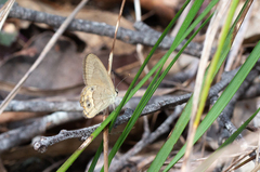 Hypocysta pseudirius