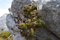 Leucadendron radiatum
