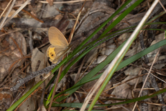 Hypocysta pseudirius