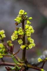 Commiphora woodii