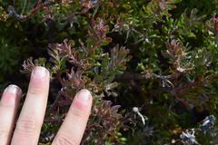 Leucadendron radiatum