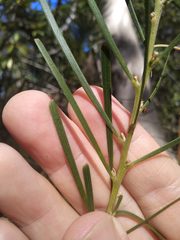Acacia elongata