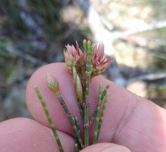 Cylindrococcus spiniferus