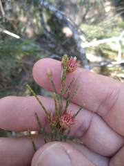 Cylindrococcus spiniferus