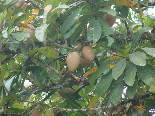 Pouteria sapota