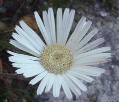 Gerbera wrightii