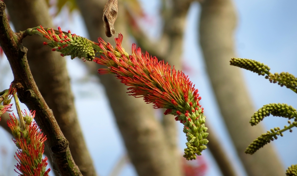 Acrocarpus