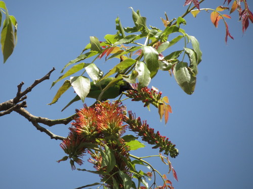 Image of Acrocarpus fraxinifolius by no rights reserved