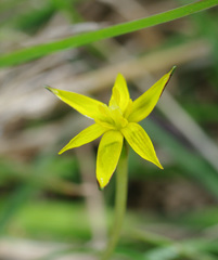 Pauridia glabella glabella