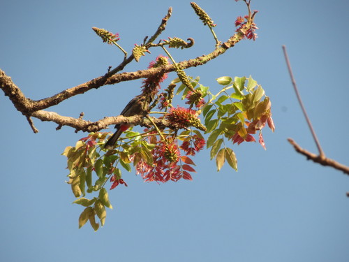 Image of Kenya coffeeshade by no rights reserved