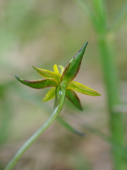 Pauridia glabella glabella