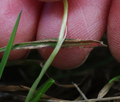 Pauridia glabella glabella