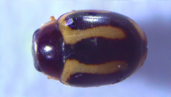 Hyperaspidius