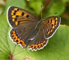 Lycaena panava