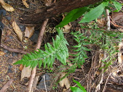 Asplenium appendiculatum