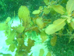 Sargassum incisifolium
