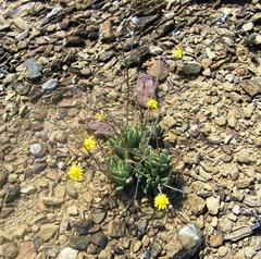 Crassothonna capensis