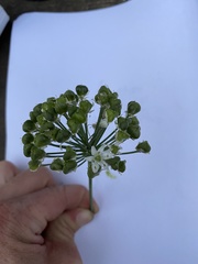 Allium fraseri
